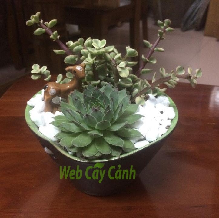 Cặp Đôi Hoàn Hảo 2