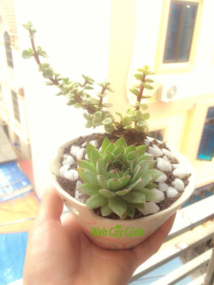 Cặp Đôi Hoàn Hảo 3