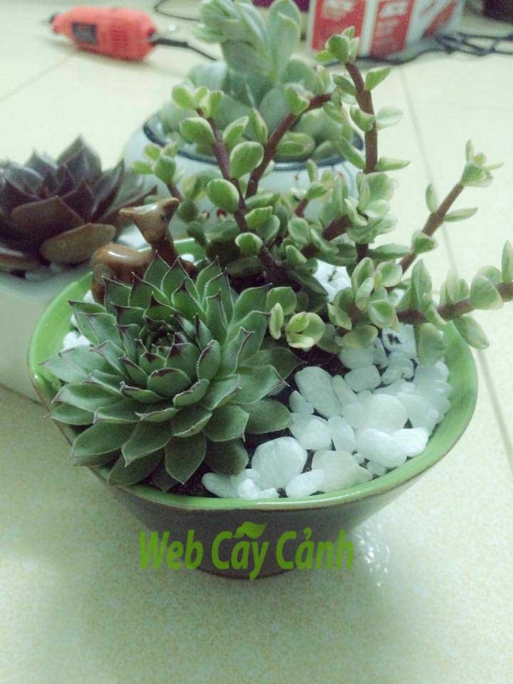Cặp Đôi Hoàn Hảo