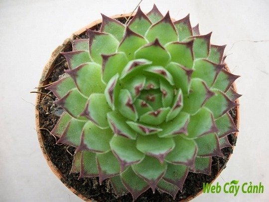 Sen Đá Phật Bà 2