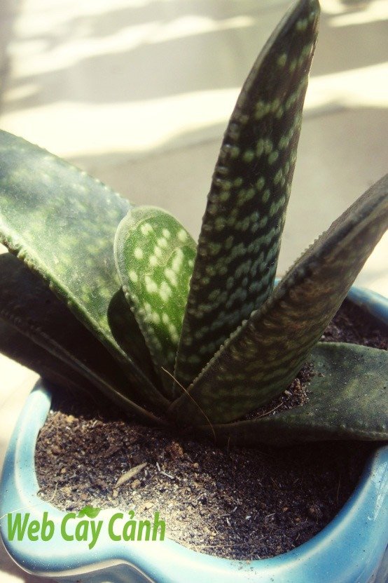 Sen Đá Mỏ Vịt 3