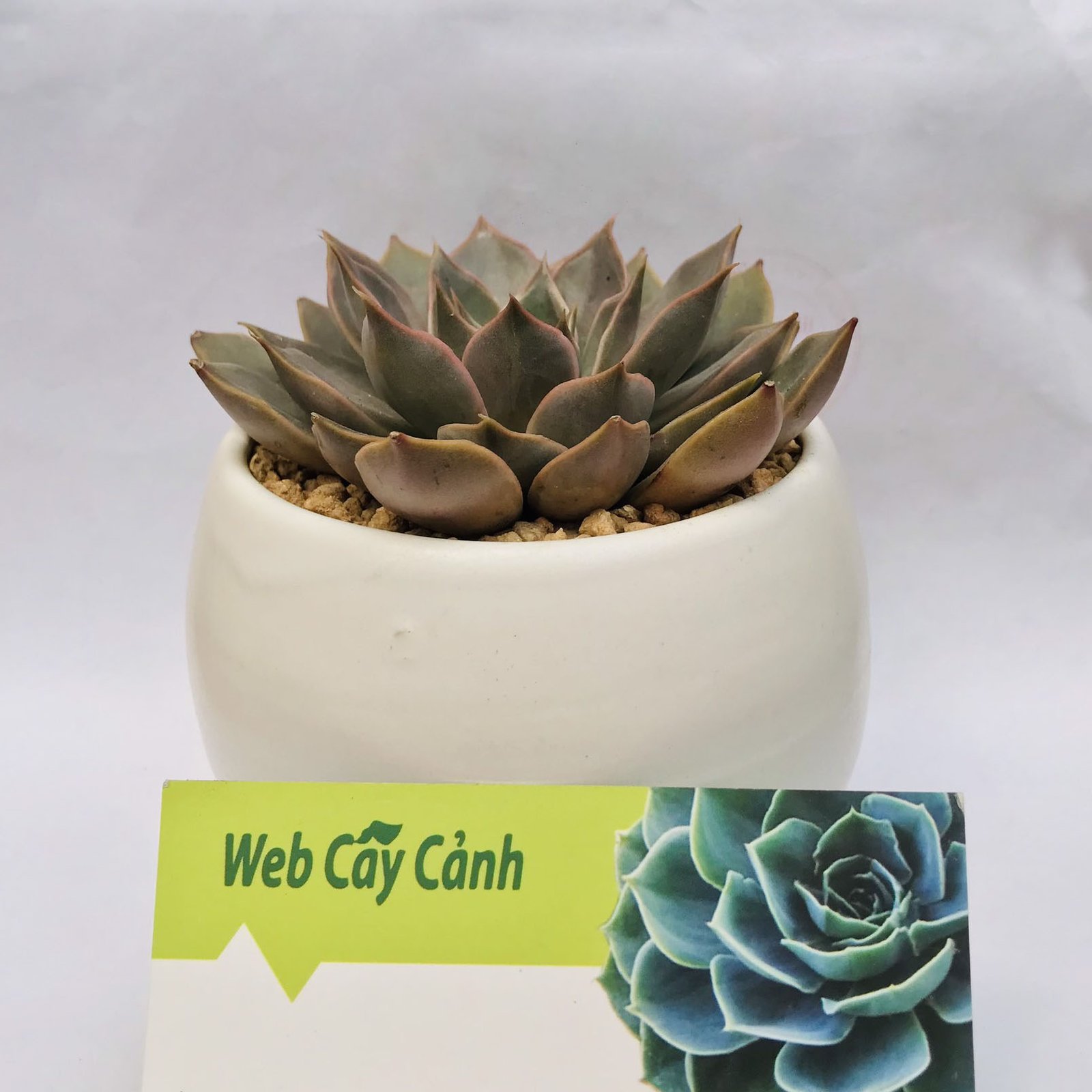 Sen Đá Đế Vương Xám