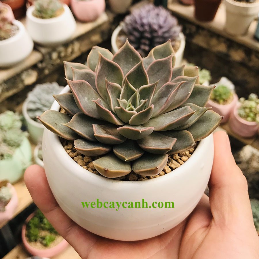 Sen Đá Đế Vương Xám 2