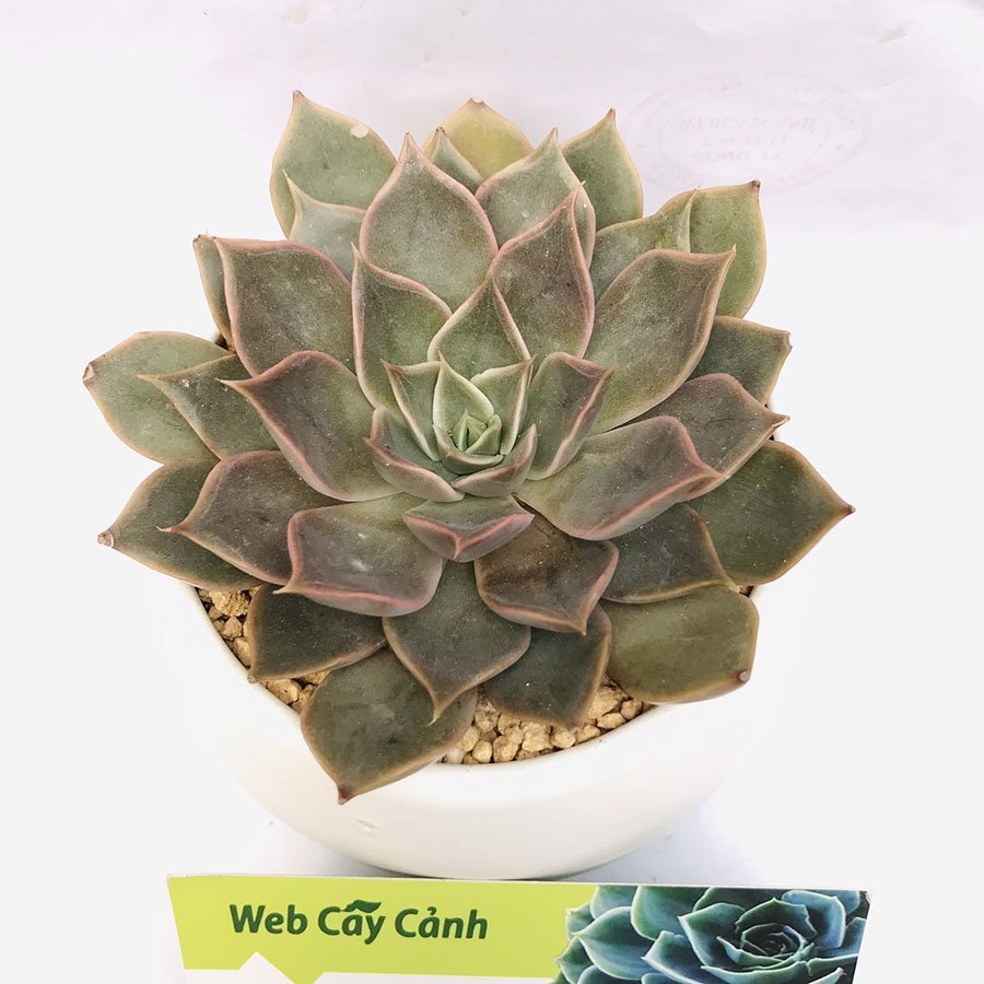 Sen Đá Đế Vương Xám 3