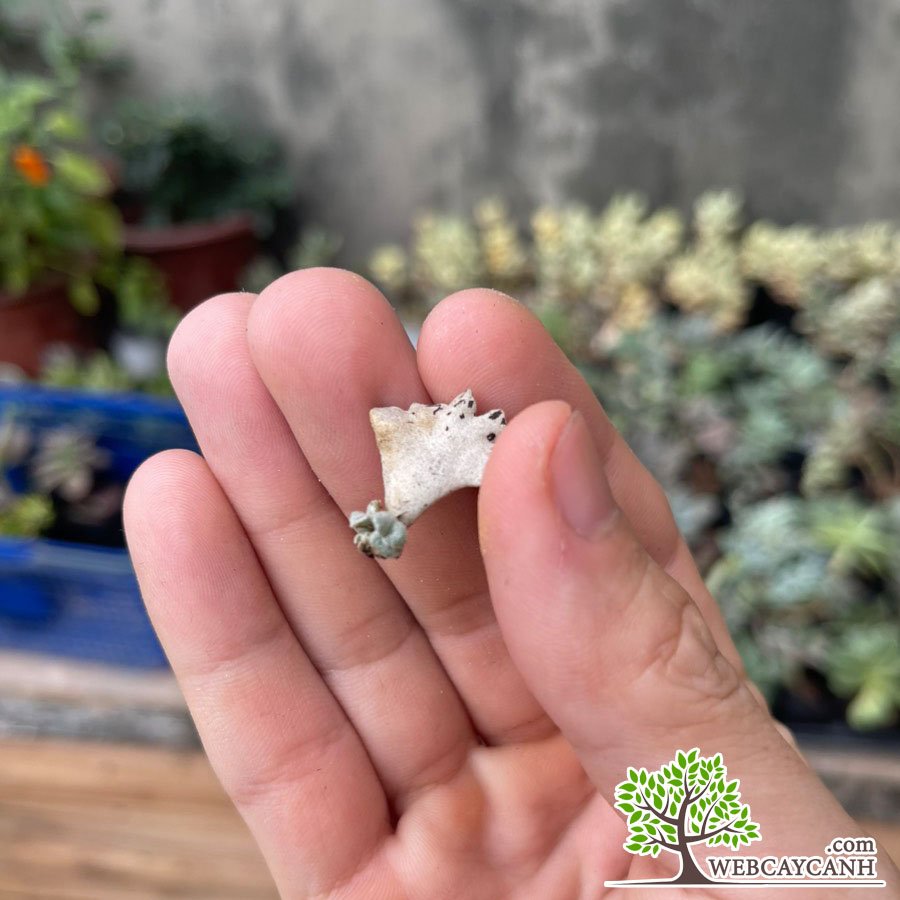 Sen đá cánh bướm bạc 3