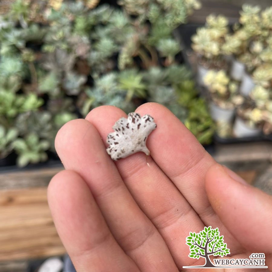 Sen đá cánh bướm bạc 2