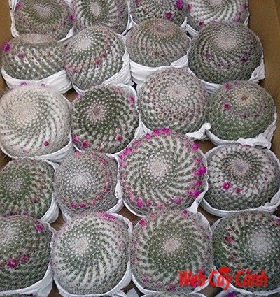 Xương Rồng Bánh Sinh Nhật 3