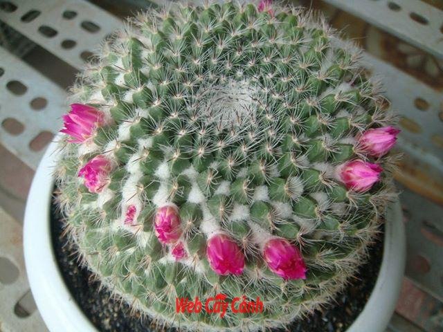 Xương Rồng Bánh Sinh Nhật