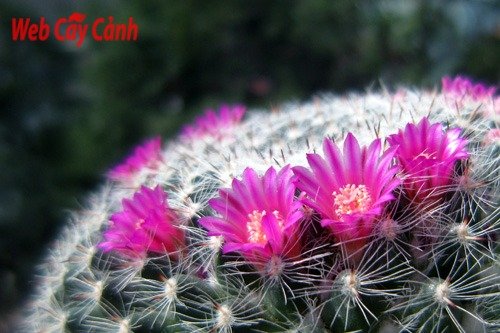 Xương Rồng Bánh Sinh Nhật 2