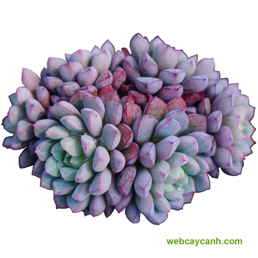 Cây Sen Đá Kim Cương Tím 2