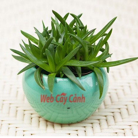 Sen Đá Cỏ Ngọc
