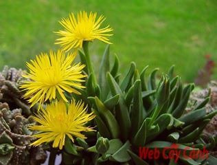 Sen Đá Cỏ Ngọc 2