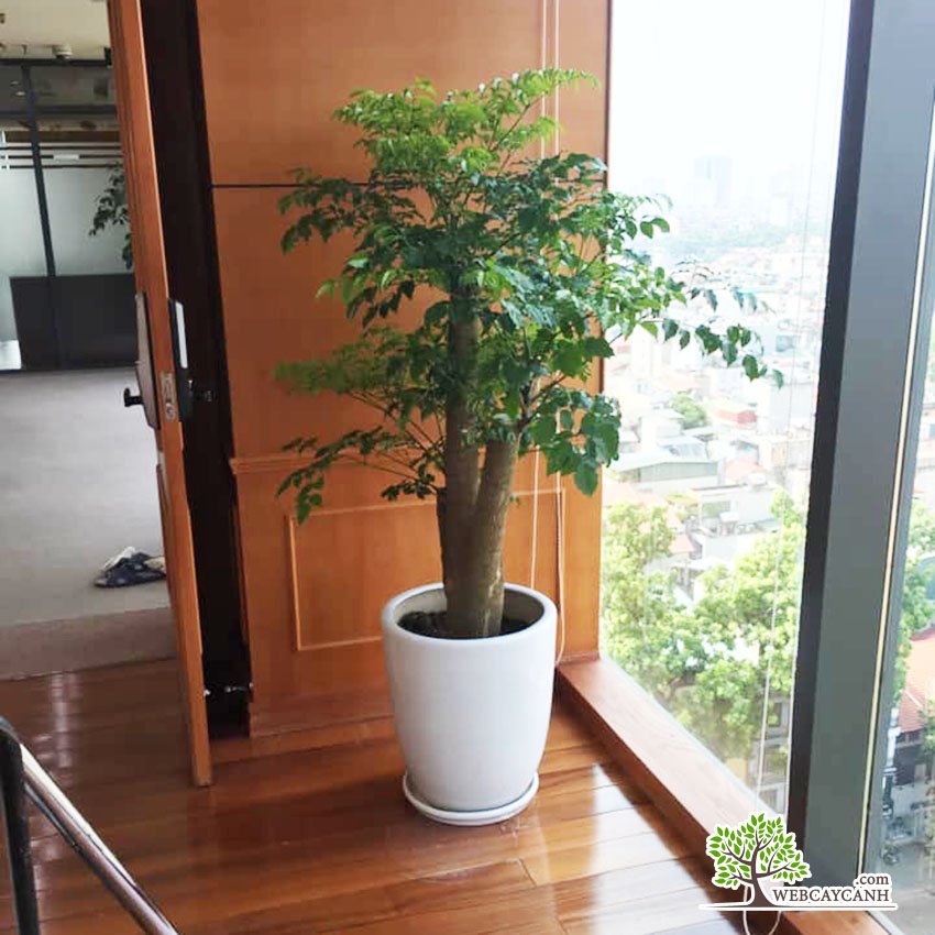 Cây Hạnh Phúc Gốc To 3