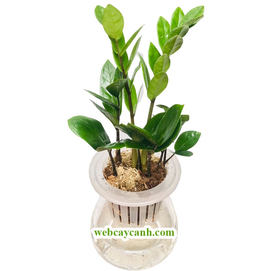 Cây Kim Tiền Thủy Sinh 3