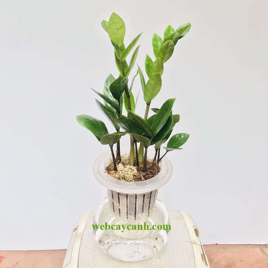 Cây Kim Tiền Thủy Sinh