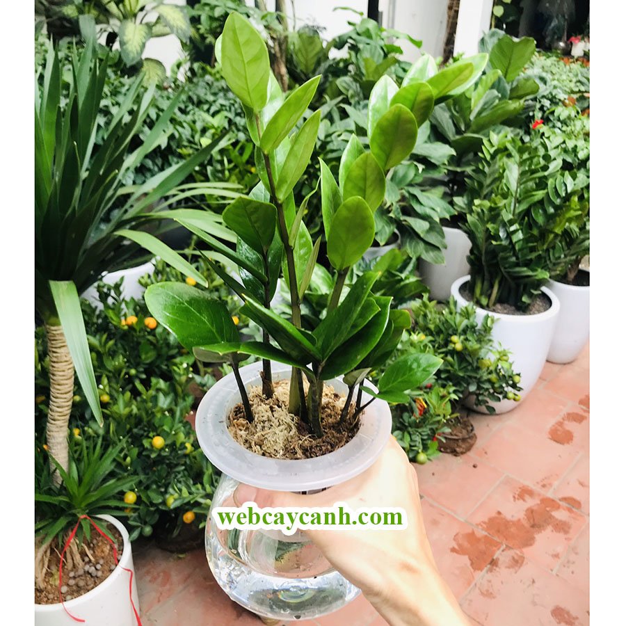 Cây Kim Tiền Thủy Sinh 2