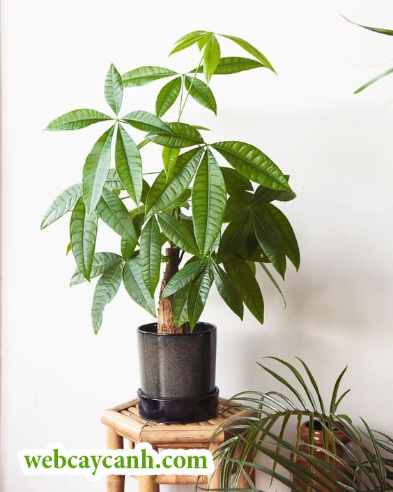 Cây Kim Ngân Đơn Thân Cao 40cm 3