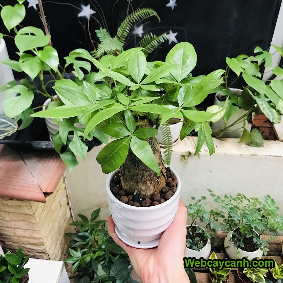 Cây Kim Ngân Để Bàn 2