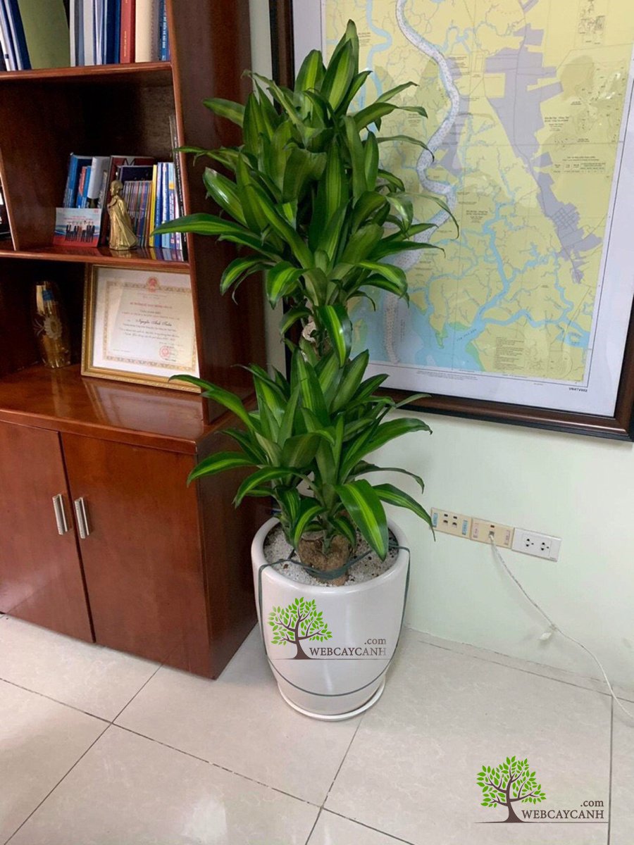 Cây Phát Tài 1 gốc to 2