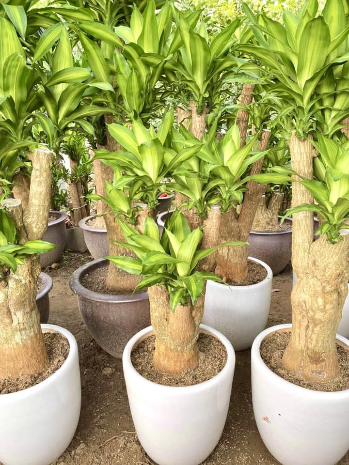Cây Phát Tài 1 gốc to