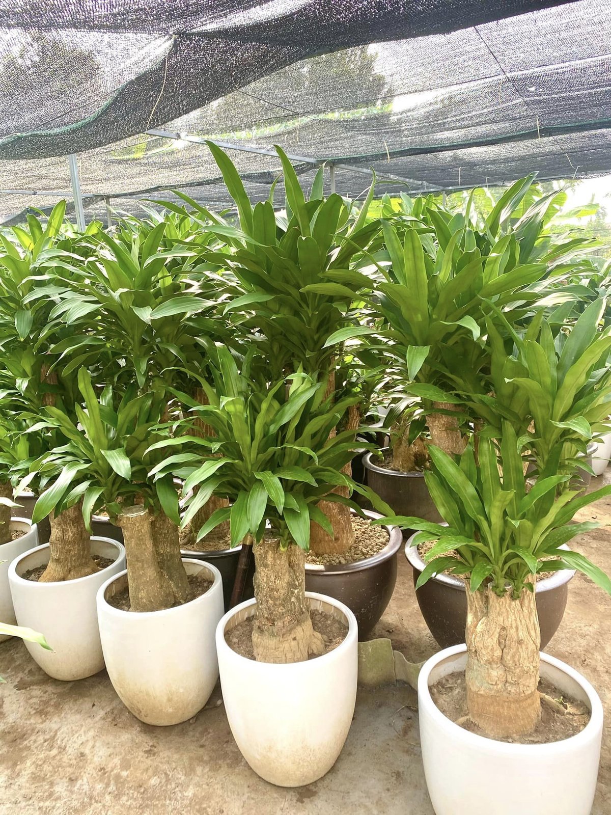 Cây Phát Tài 1 gốc to 3