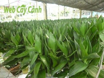 Cây Phát Tài Búp Sen 3