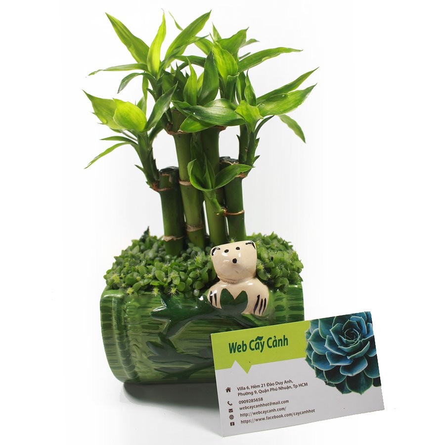 Cây Phát Tài để bàn 3