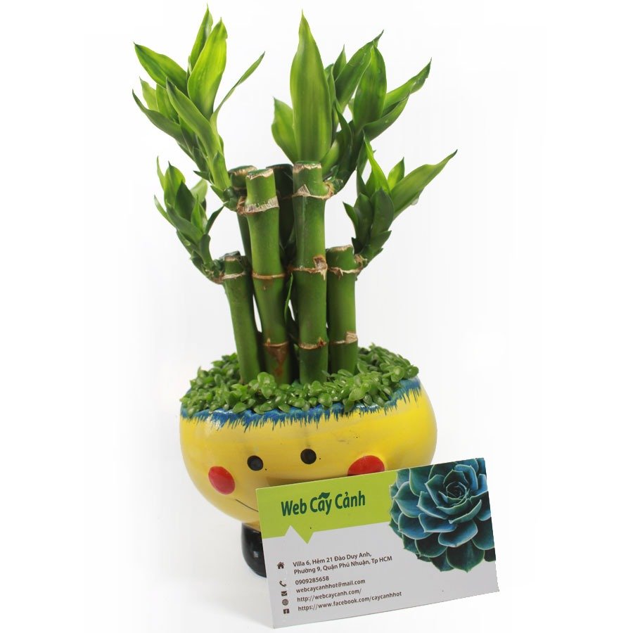 Cây Phát Tài để bàn 2