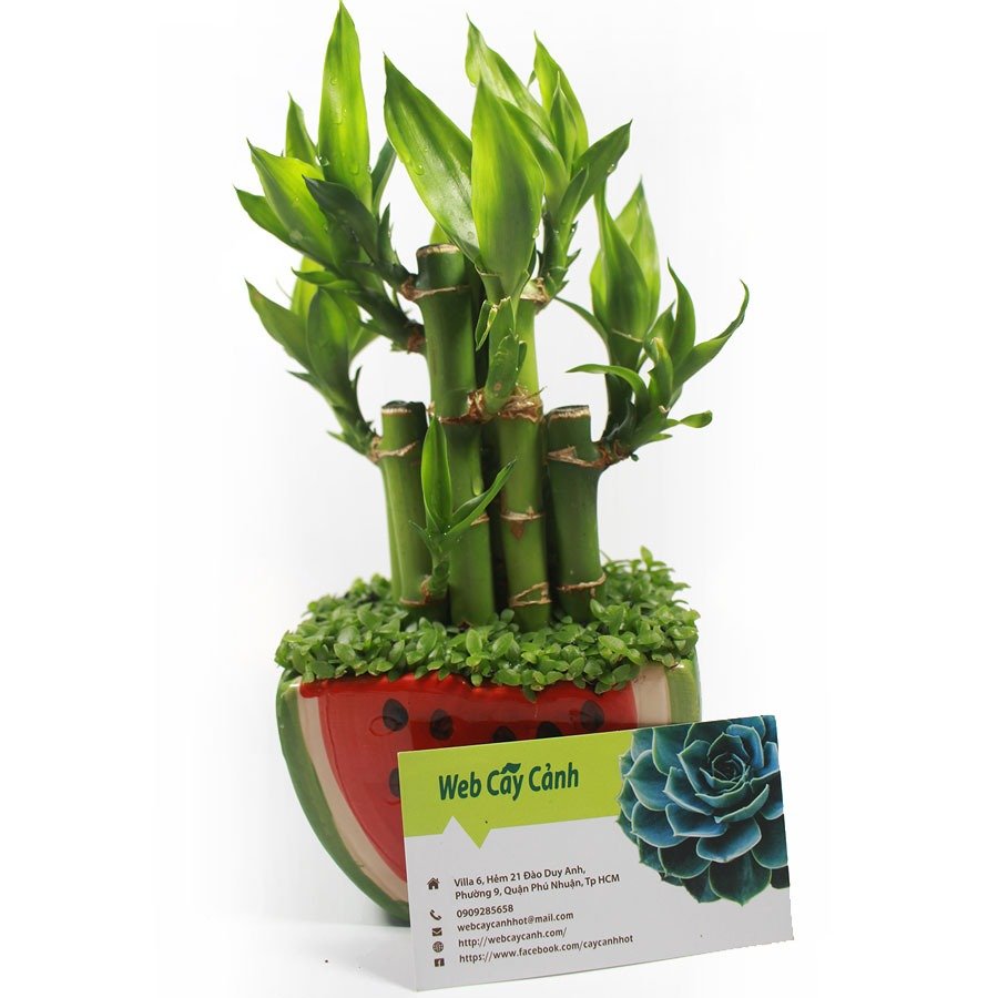 Cây Phát Tài để bàn