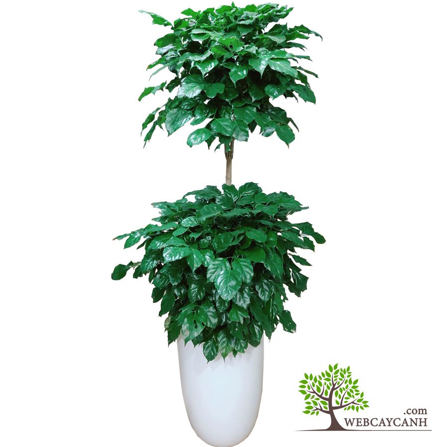 Cây Hạnh Phúc 2 Tầng 3