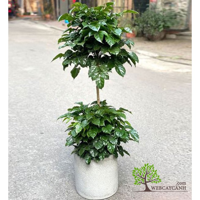 Cây Hạnh Phúc 2 Tầng 2