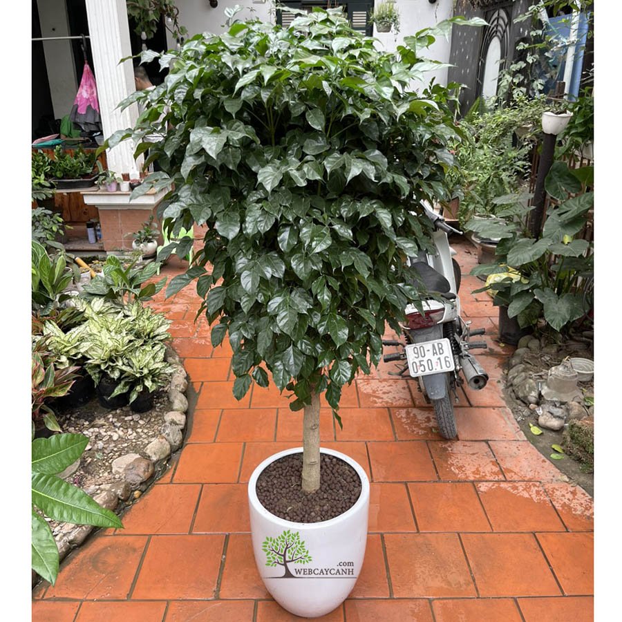 Cây Hạnh Phúc Dáng Tree To 2