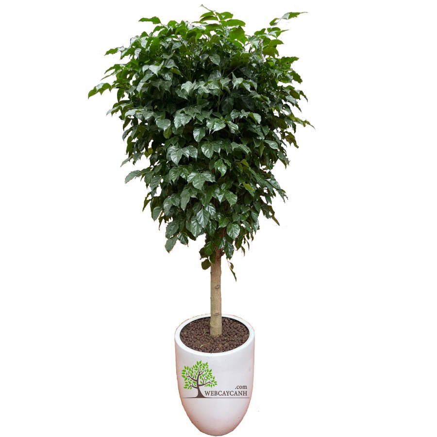 Cây Hạnh Phúc Dáng Tree To