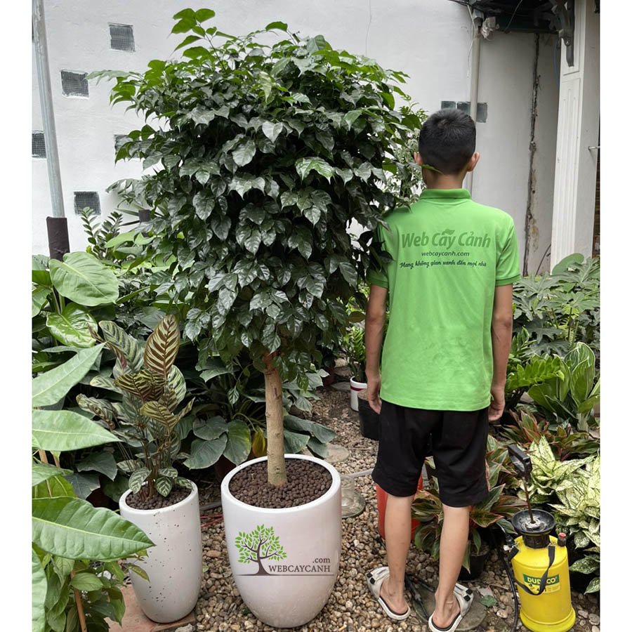 Cây Hạnh Phúc Dáng Tree To 3