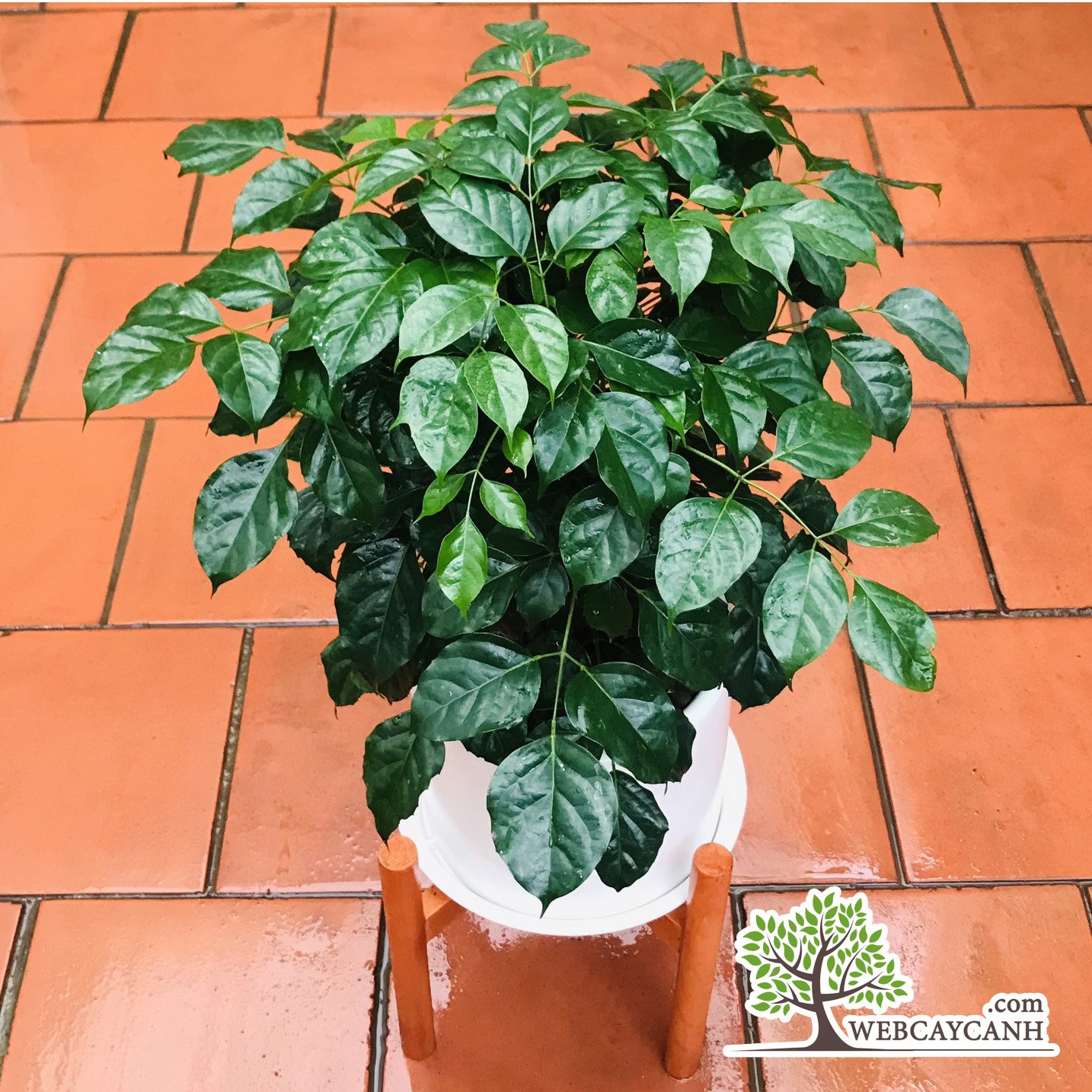 Cây Hạnh Phúc cao 80cm 3