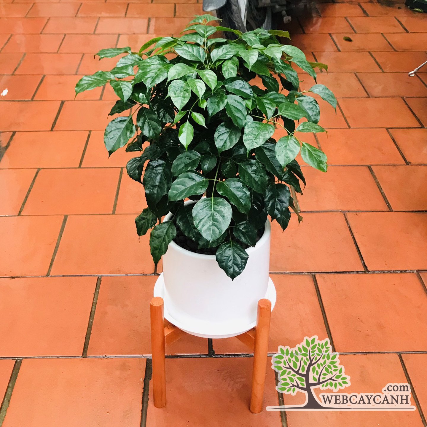 Cây Hạnh Phúc cao 80cm 2
