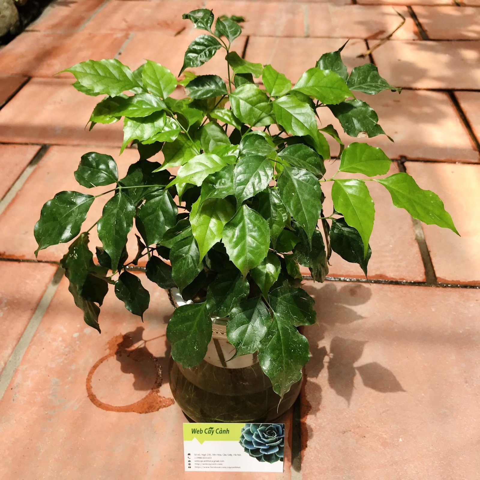 Cây Hạnh Phúc Thủy Sinh 3