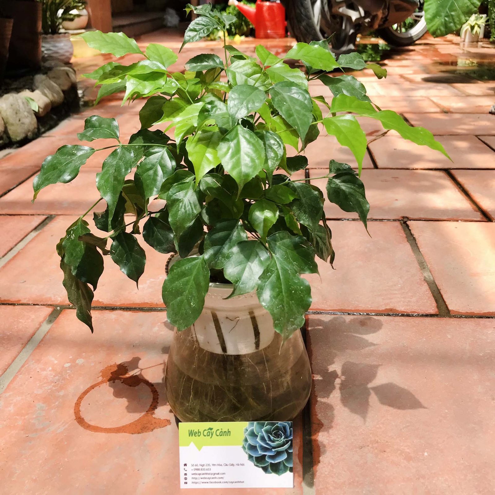 Cây Hạnh Phúc Thủy Sinh 2