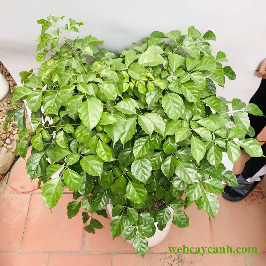 Cây Hạnh Phúc cao 1m 3