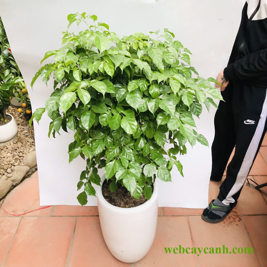Cây Hạnh Phúc cao 1m