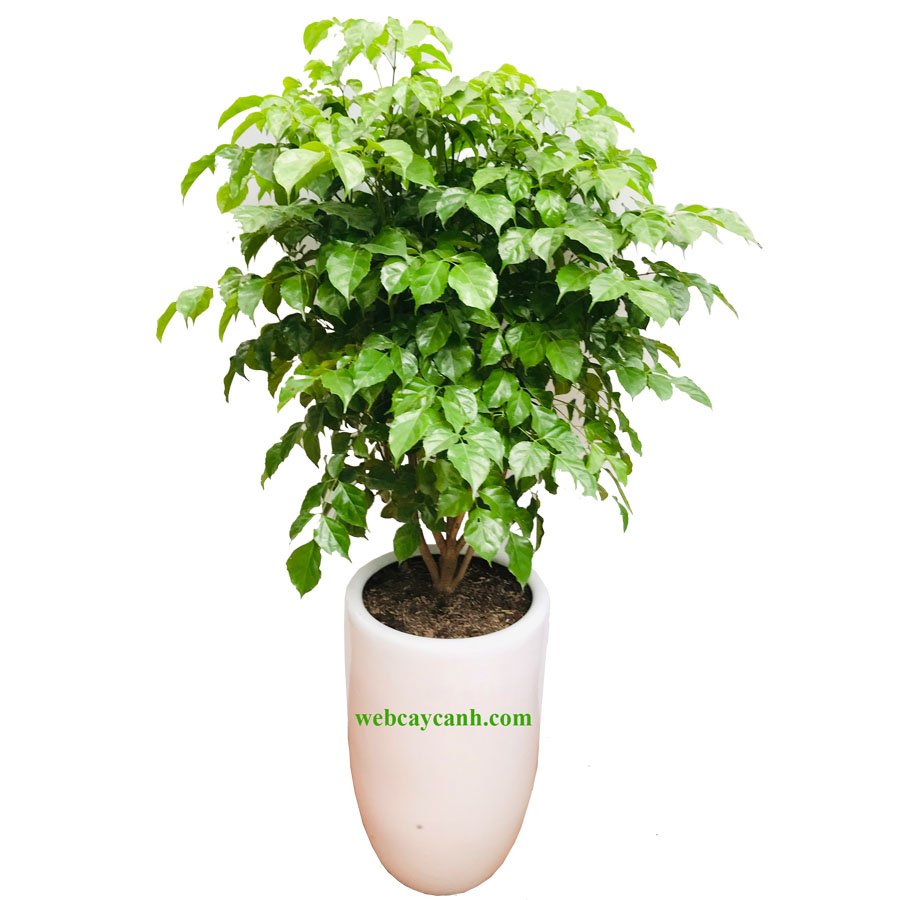 Cây Hạnh Phúc cao 1m 2