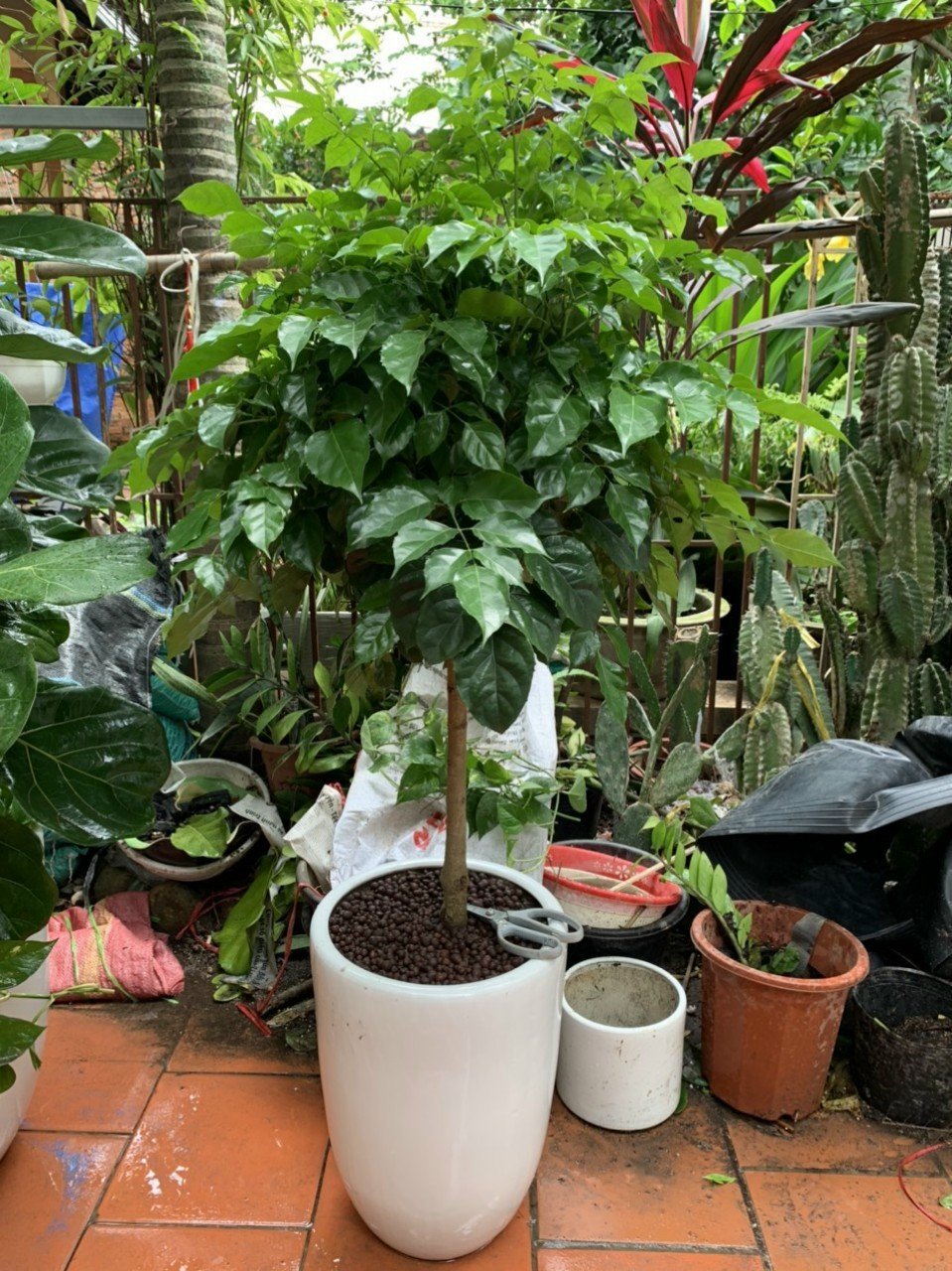 Cây Hạnh Phúc Dáng Tree 1m5 2