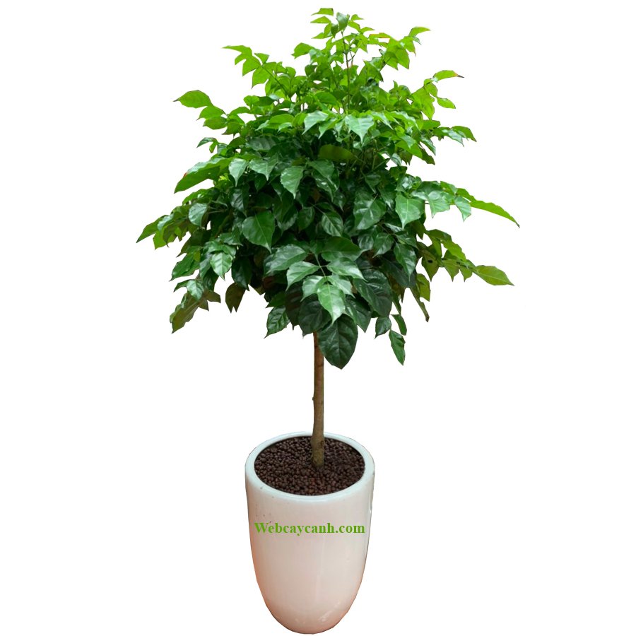 Cây Hạnh Phúc Dáng Tree 1m5