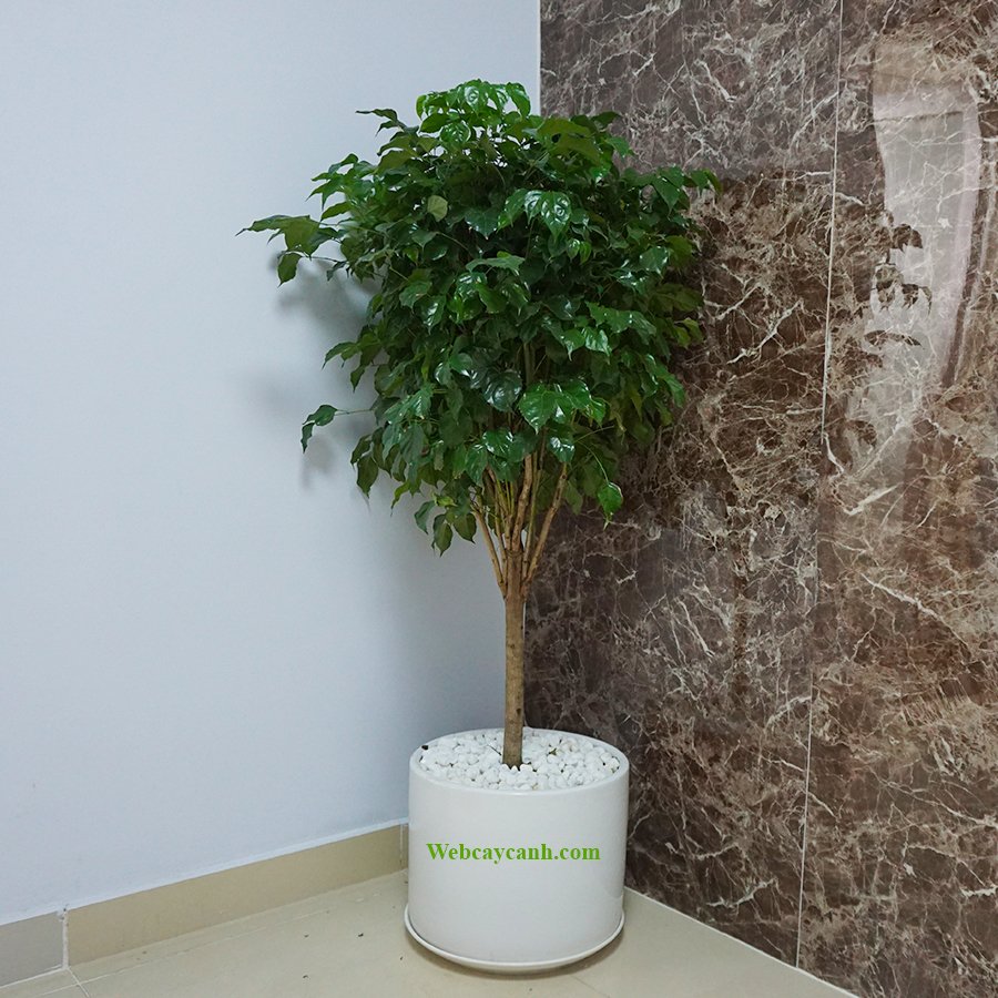 Cây Hạnh Phúc Dáng Tree 1m5 3