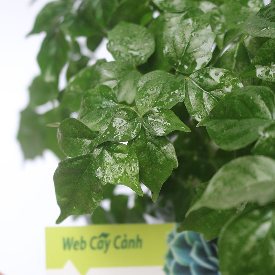 Cây Hạnh Phúc để bàn bụi 3