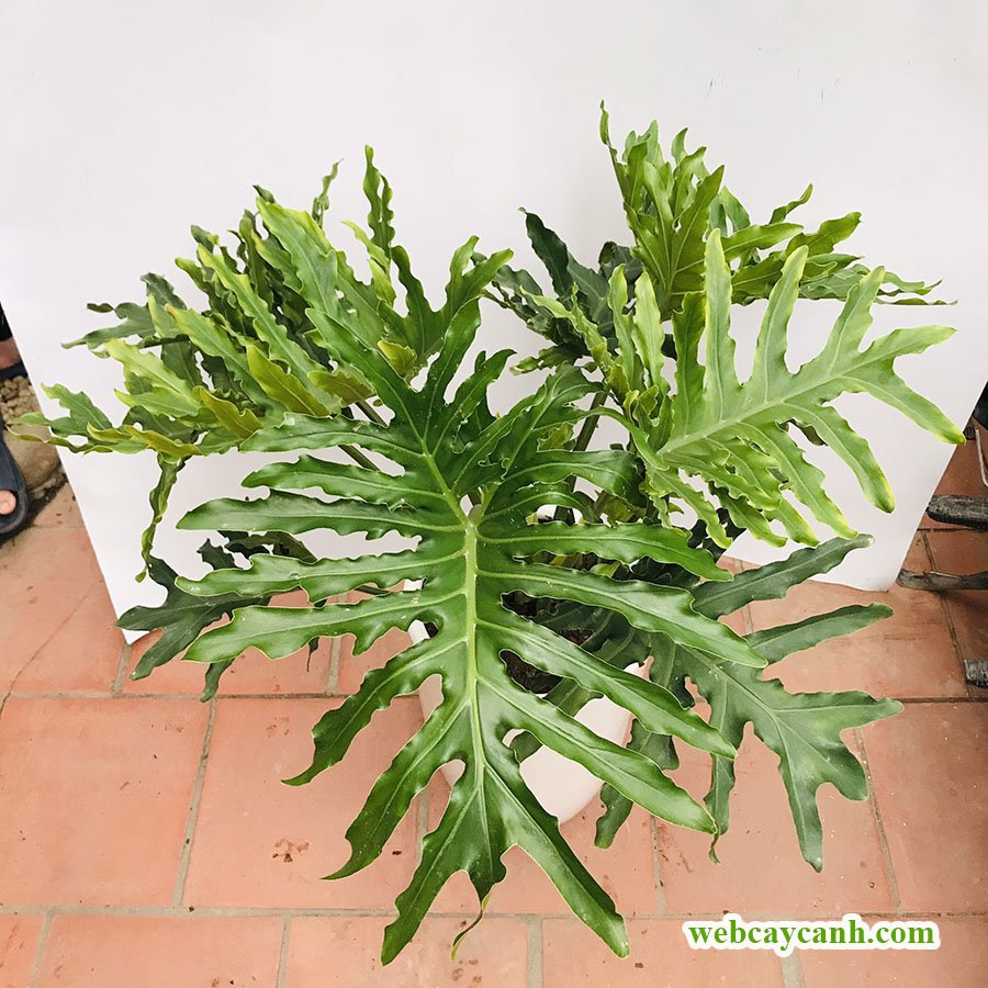 Cây Trầu Bà Thanh Xuân 3