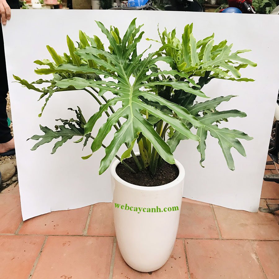 Cây Trầu Bà Thanh Xuân