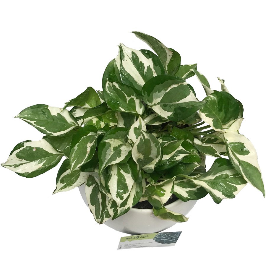 Cây Trầu Bà Sữa 2