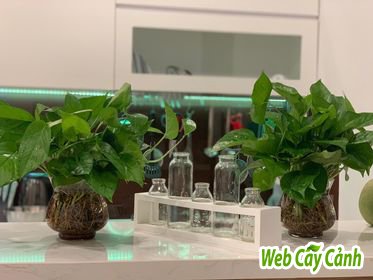 Cây Trầu Bà Thủy Sinh 2