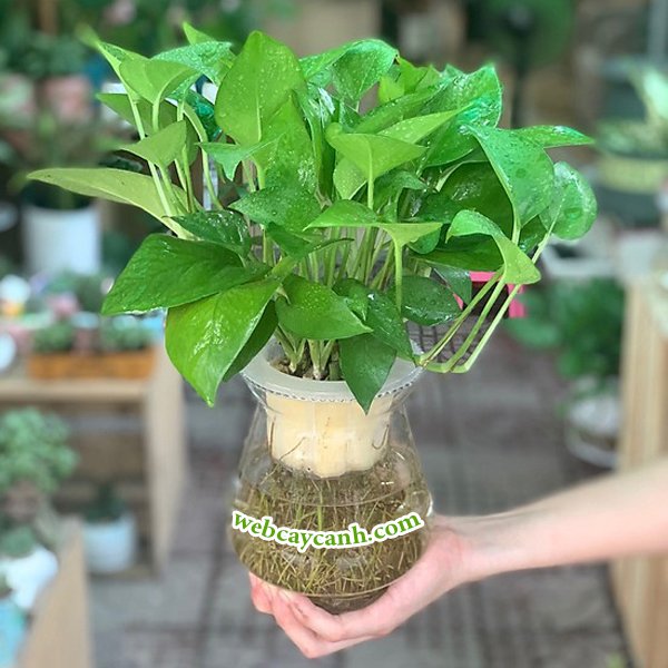 Cây Trầu Bà Thủy Sinh 3